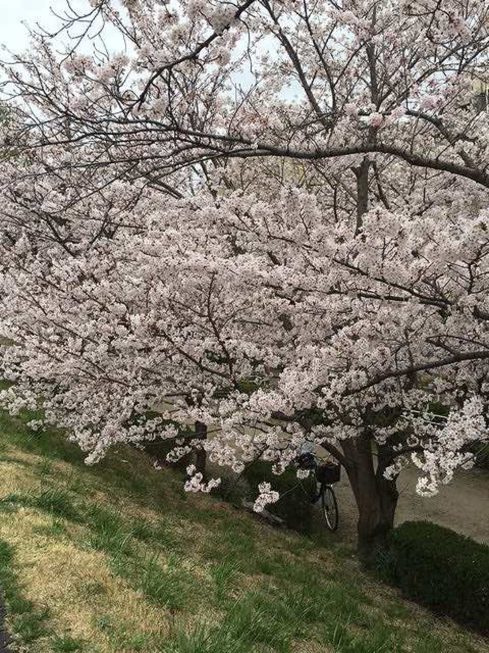 桜