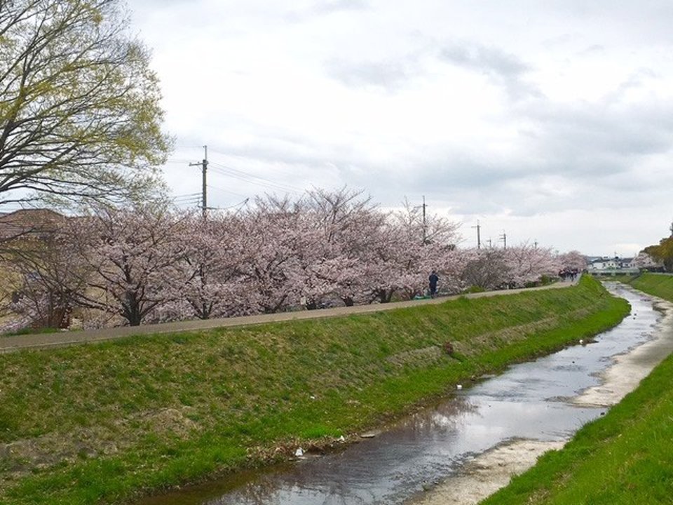 満開の桜