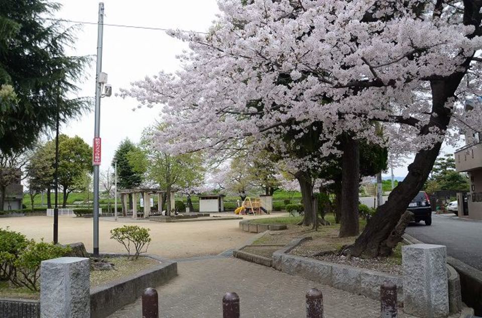 満開の桜